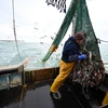 Ngư dân đánh cá ngoài khơi bờ biển phía Đông Nam nước Anh ngày 12/10/2020. (Ảnh: AFP/TTXVN)