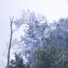 Cây rừng trên núi Khoan La San, Điện Biên bị băng tuyết phủ kín. (Ảnh: TTXVN phát)