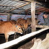 Người dân bản Tin Tốc, xã Chiềng Khoa, huyện Vân Hồ đưa đàn bò về nuôi nhốt trong chuồng trại được che chắn kín đáo để chống rét. (Ảnh: Quang Quyết/TTXVN)