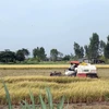 Nông dân xã Yên Luông, huyện Gò Công Tây, Tiền Giang thu hoạch lúa Đông Xuân. (Ảnh: Minh Trí/TTXVN)