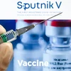 Vắcxin Sputnik V phòng COVID-19 của Nga. (Ảnh: AFP/TTXVN)