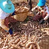 Sắn là một trong những mặt hàng nông sản xuất khẩu lớn nhất của Campuchia. (Nguồn: khmertimeskh.com)
