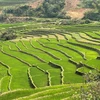 [Photo] Vẻ đẹp ruộng bậc thang mùa mạ non nơi biên giới Lai Châu