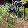Lực lượng chức năng phá dỡ vườn trồng cây anh túc. (Nguồn: hanoimoi.com.vn))