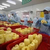 Chế biến sản phẩm dứa đóng hộp xuất khẩu tại nhà máy của Công ty CP Xuất nhập khẩu Nông sản thực phẩm An Giang (tỉnh An Giang). (Ảnh: Vũ Sinh/TTXVN)