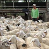 Mô hình nuôi cừu ở xã Phước Trung, huyện Bác Ái, Ninh Thuận. (Ảnh: Nguyễn Thành/TTXVN)