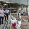 Mô hình trang trại nuôi dê sữa của Hợp tác xã Đông Nghi. (Ảnh: Minh Trí - TTXVN)