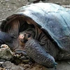 [Video] Rùa tuyệt chủng cách đây 100 năm bất ngờ xuất hiện tại Ecuador
