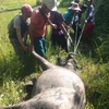 Một con trâu bị chết do bệnh tụ huyết trùng. (Nguồn: baokontum.com.vn)