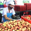Sơ chế vải xuất khẩu tại nhà máy của Công ty Cổ phần Ameii Việt Nam đặt tại xã Thanh Xá, huyện Thanh Hà, tỉnh Hải Dương. (Ảnh: Mạnh Minh/TTXVN)