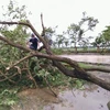 Lốc xoáy khiến nhiều cây cối tại xã An Vũ (huyện Quỳnh Phụ, Thái Bình) gãy đổ. (Nguồn: TTXVN phát)