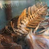 Bộ xương Ông cá voi được lưu giữ trong tủ kính tại ngôi đền thờ. (Nguồn: laodong.vn)
