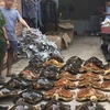 39 tiêu bản rùa biển thu giữ được trong vụ án (Ảnh: Phòng Cảnh sát môi trường Công an tỉnh Tây Ninh)