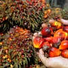 Nông dân thu hoạch dầu cọ tại Medan, Indonesia. (Ảnh: AFP/TTXVN)