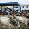 Gia súc thường là mục tiêu của những kẻ cướp có vũ trang thực hiện hàng loạt vụ tấn công vào các ngôi làng ở Nigeria trong những tháng gần đây. (Nguồn: news.yahoo.com)