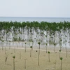 Trồng rừng ngập mặn phục hồi hệ sinh thái tại khu bảo tồn biển Vườn quốc gia Núi Chúa, huyện Ninh Hải, Ninh Thuận. (Ảnh: Nguyễn Thành/TTXVN)