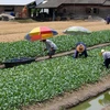 Nông trại đô thị ở Thái Lan hỗ trợ người nghèo vượt qua khủng hoảng thực phẩm do đại dịch gây ra. (Nguồn: Shutterstock)