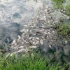 Cá chết hàng loạt trong khu công nghiệp Phong Điền. (Nguồn: baotainguyenmoitruong.vn)