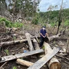 Những cây gỗ to tại rừng phòng hộ hàng chục năm tuổi suối Dĩ đang bị chặt phá. (Ảnh: Phạm Cường/TTXVN)