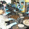 Công nhân Campuchia sơ chế hạt điều xuất khẩu. (Nguồn: kimmyfarm.com)