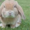 Thỏ là một trong một số loài động vật bị dùng trong nghiên cứu khoa học. (Nguồn: brusselstimes.com)