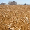 Một cánh đồng lúa mì tại Karpenkovo, Nga. (Ảnh: AFP/TTXVN)