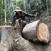 [Photo] Lâm tặc ngang nhiên "xẻ thịt" rừng phòng hộ ở Quảng Ngãi