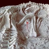 Bộ xương gần như hoàn chỉnh của một loại khủng long ăn thịt được tìm thấy ở tỉnh Liêu Ninh, Trung Quốc. Ảnh minh họa. (Nguồn: sci-news.com)