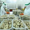Chế biến ngao tại Công ty Lenger Việt Nam (Lenger Seafoods Vietnam) xuất khẩu sang EU, Anh, Nhật Bản, Mỹ, Hàn Quốc. (Ảnh: TTXVN)
