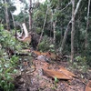 Hiện trường vụ khai thác trái phép gần 85m3 gỗ tại tiểu khu 734, lâm phần do Công ty Trách nhiệm hữu hạn Một thành viên Lâm nghiệp Ia Pa quản lý, thuộc địa giới hành chính xã Chư Grey, huyện Kong Chro, Gia Lai. (Ảnh: TTXVN phát)