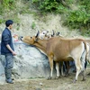 Nhiều hộ nghèo ở xã Huổi Lèng, huyện Mường Chà, Điện Biên được hỗ trợ trâu bò giống để nhân đàn, phát triển kinh tế. (Ảnh: Xuân Tư/TTXVN)