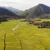Cánh đồng lúa Mường Tấc, huyện Phù Yên, Sơn La hiện có trên 150ha lúa được trồng theo hướng hữu cơ. (Ảnh: Hữu Quyết/TTXVN)