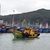 Hơn 5.800 tàu cá của ngư dân Bình Định đã vào trú ẩn an toàn tại các cảng cá, âu thuyền. (Ảnh: Nguyên Linh/TTXVN)