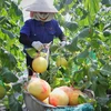 Huyện Yên Dũng ứng dụng công nghệ cao vào sản xuất nông nghiệp. (Ảnh: Danh Lam/TTXVN)