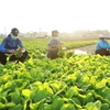 Nông dân thôn Tiền Lệ, xã Tiền Yên, huyện Hoài Đức (Hà Nội) thu hoạch rau cải để cung cấp cho thị trường Hà Nội. (Ảnh: Vũ Sinh/TTXVN)