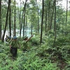 Lực lượng kiểm lâm (Chi cục Kiểm lâm tỉnh Bắc Giang) phối hợp với lực lượng chuyên trách Ban quản lý rừng phòng hộ Sơn Động tổ chức đi tuần tra bảo vệ rừng. (Ảnh: Vũ Sinh/TTXVN)