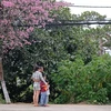 Du khách chụp hình với hoa mai anh đào đang bắt đầu nở rộ ở phố núi Đà Lạt. (Ảnh: Nguyễn Dũng/TTXVN)