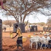 Hạn hán ảnh hưởng nặng nề tới chăn nuôi gia súc tại Kenya. (Nguồn: FAO)