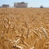 Một cánh đồng lúa mỳ tại Karpenkovo, Nga. (Ảnh: AFP/TTXVN)