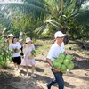 Du khách thích thú khi tự tay hái sản phẩm nông nghiệp tại điểm du lịch nông nghiệp Sáu Trúc, xã Hàm Minh, huyện Hàm Thuận Nam. (Ảnh: Nguyễn Thanh/TTXVN)