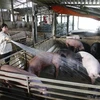 Nữ doanh nhân Lê Thị Thúy Nhàn, thôn 1 xã Tân Long, huyện Yên Sơn, tỉnh Tuyên Quang, gắn bó với nghề nuôi và kinh doanh lợn giống. (Ảnh: Nam Sương/TTXVN)