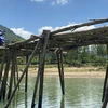 [Photo] Bình Định: Thót tim với cây cầu tạm bắc qua sông Hà Thanh