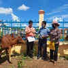 Trao giống vật nuôi cho hộ dân tộc thiểu số nghèo huyện biên giới Bù Gia Mập,Bình Phước phát triển kinh tế. (Ảnh: K GỬIH/TTXVN)