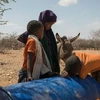 Hạn hán tại Beledweyne, Somalia khiến nhiều nông dân buộc phải rời khỏi khu vực này để tìm kiếm nguồn nước và đồng cỏ tốt hơn cho gia súc. (Nguồn: aljazeera.com)