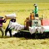 Thu hoạch lúa ở quận Ô Môn, thành phố Cần Thơ. (Ảnh: Thanh Liêm/TTXVN)