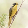 Một chú chim Helmeted Honeyeater trưởng thành. (Nguồn: helmetedhoneyeater.org.au)