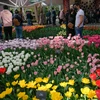 [Photo] Mê đắm với thiên đường hoa tulip Keukenhof tại Hà Lan