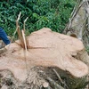 Một cây có đường kính 1m bị cưa hạ. (Ảnh: Đặng Tuấn/TTXVN)