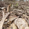 Hàng loạt cây gỗ lớn đã bị đốn hạ. (Nguồn: laodong.vn)