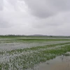 Cánh đồng lúa ngập trong nước lũ. (Nguồn: laodong.vn)
